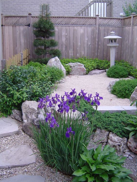 Tall Purple Irises Add Vertical Color to Gravel Garden