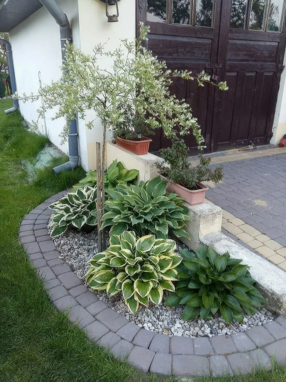 Hostas Create Lush Greenery Around a Small Tree
