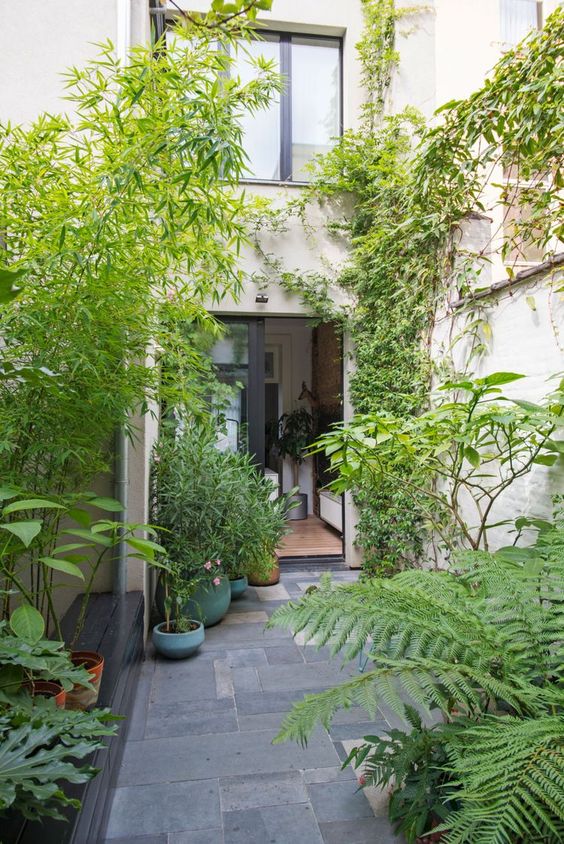 Tall Bamboo and Ferns Create a Lush, Verdant Entryway