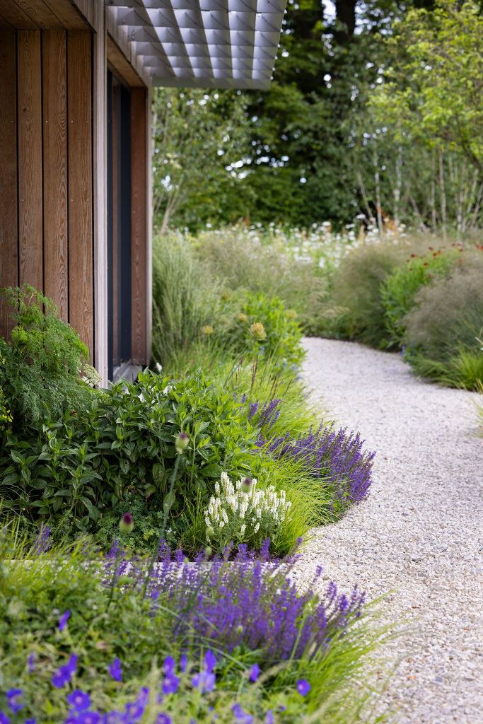 Purple Salvia Softens Gravel Paths