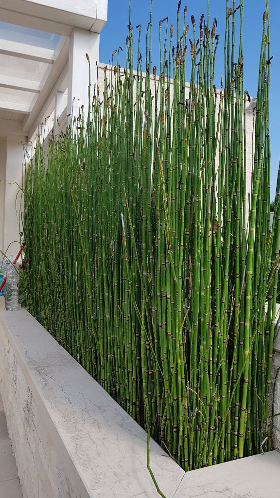 Tall Horsetail Plants Create a Natural Green Screen
