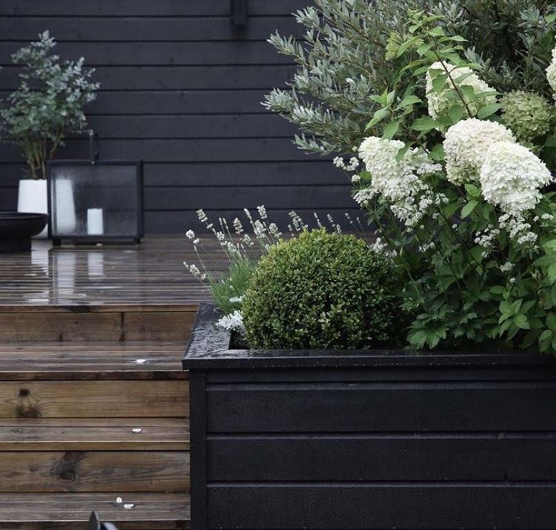 Low Black Planter with Boxwood and Hydrangeas
