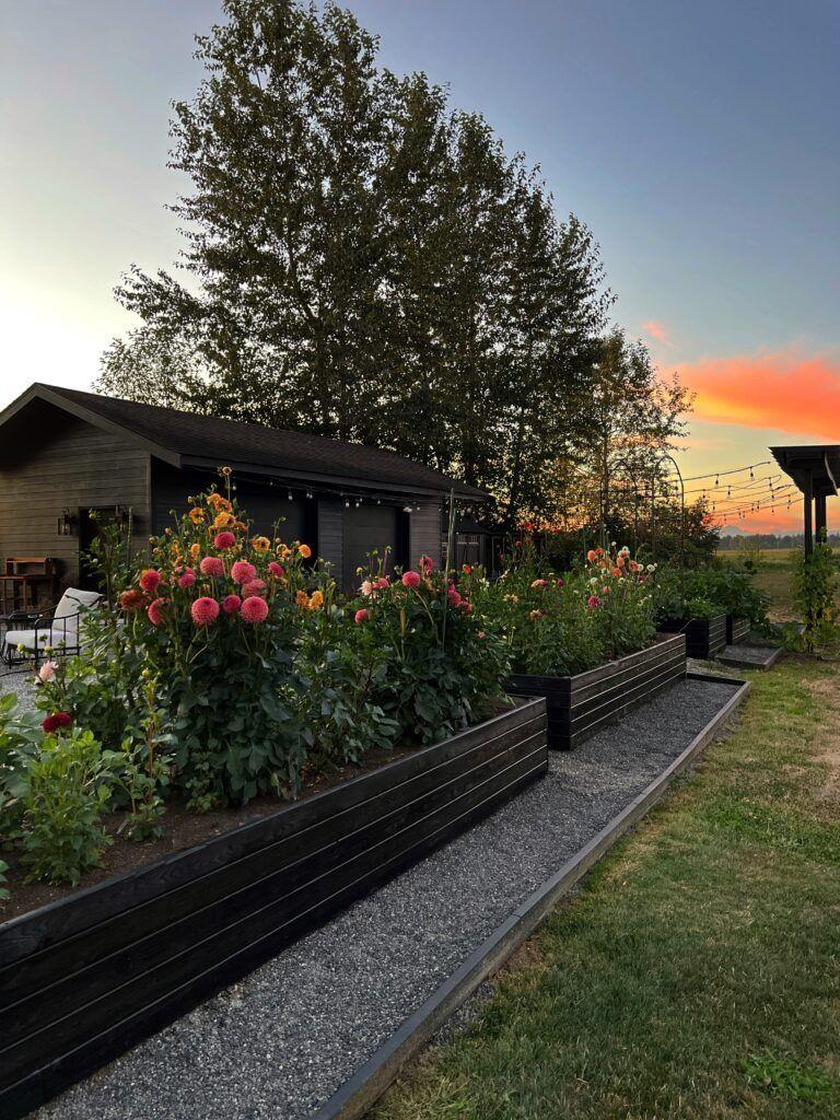 Defined Garden Areas with Dark Wooden Beds and Gravel Paths