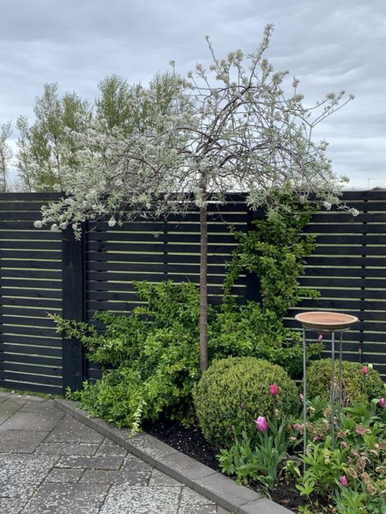 Contrast a Dark Fence with a Woodland Tree's Delicate Blooms