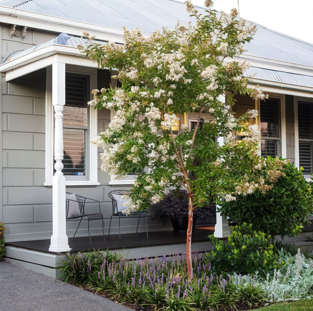 Crepe Myrtle Tree Adds Vertical Interest Near Porch