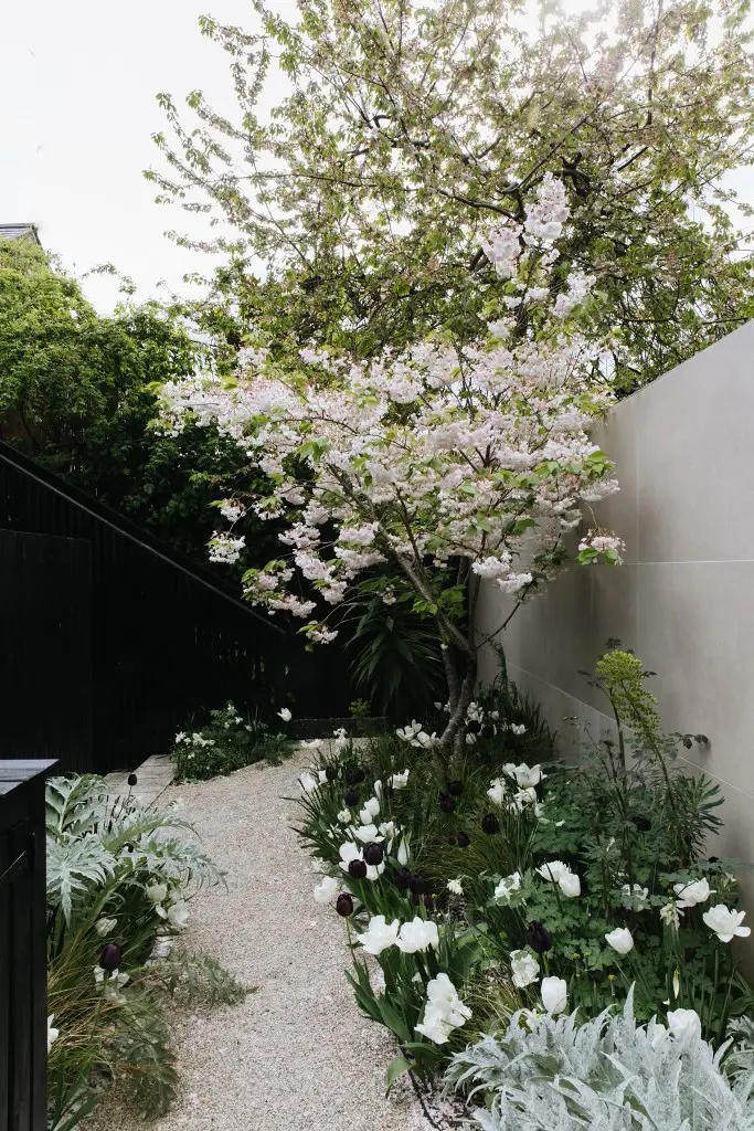 Flowering Tree Adds Spring Color Next to a Modern Wall