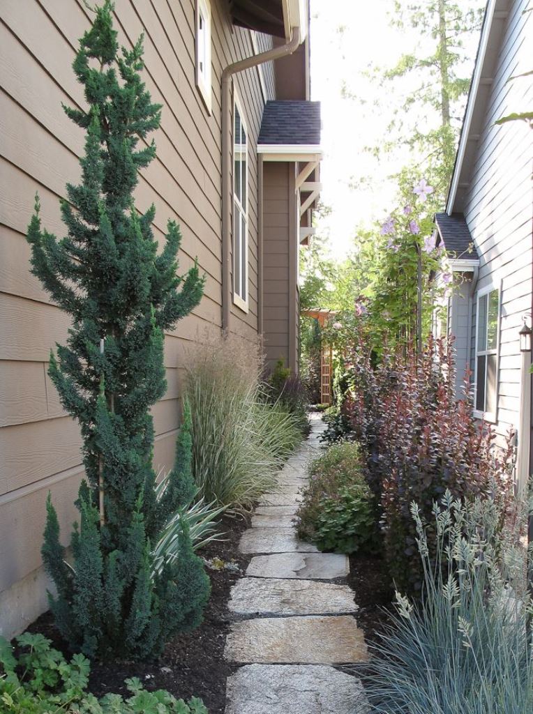 Narrow Evergreen Trees Add Vertical Interest Along Walkways