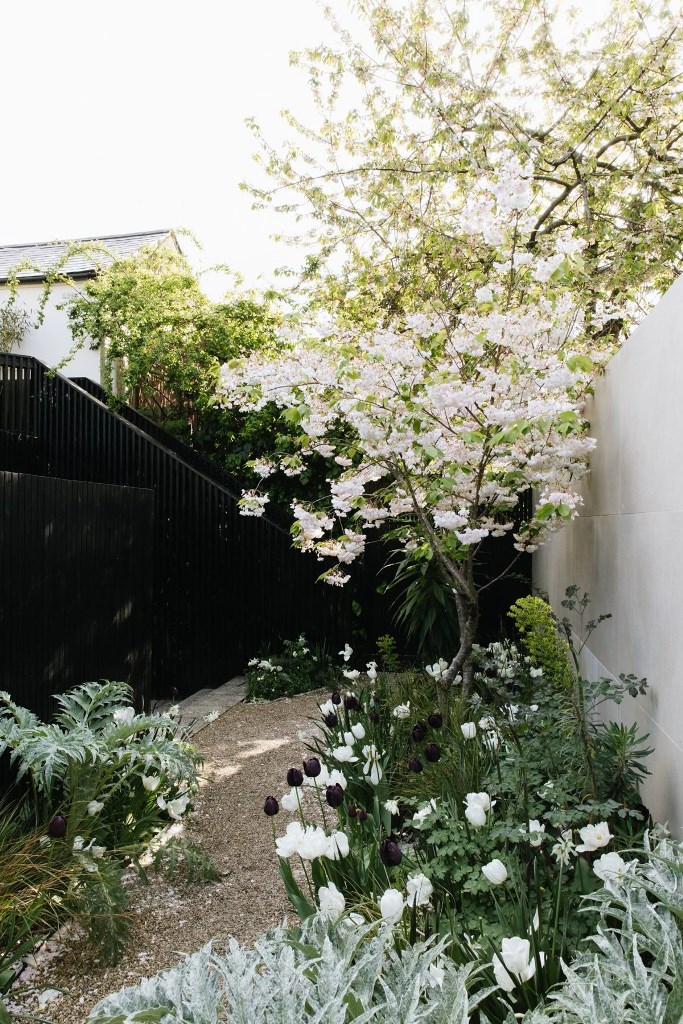 Dark Tulips Add Striking Contrast To White Blooms