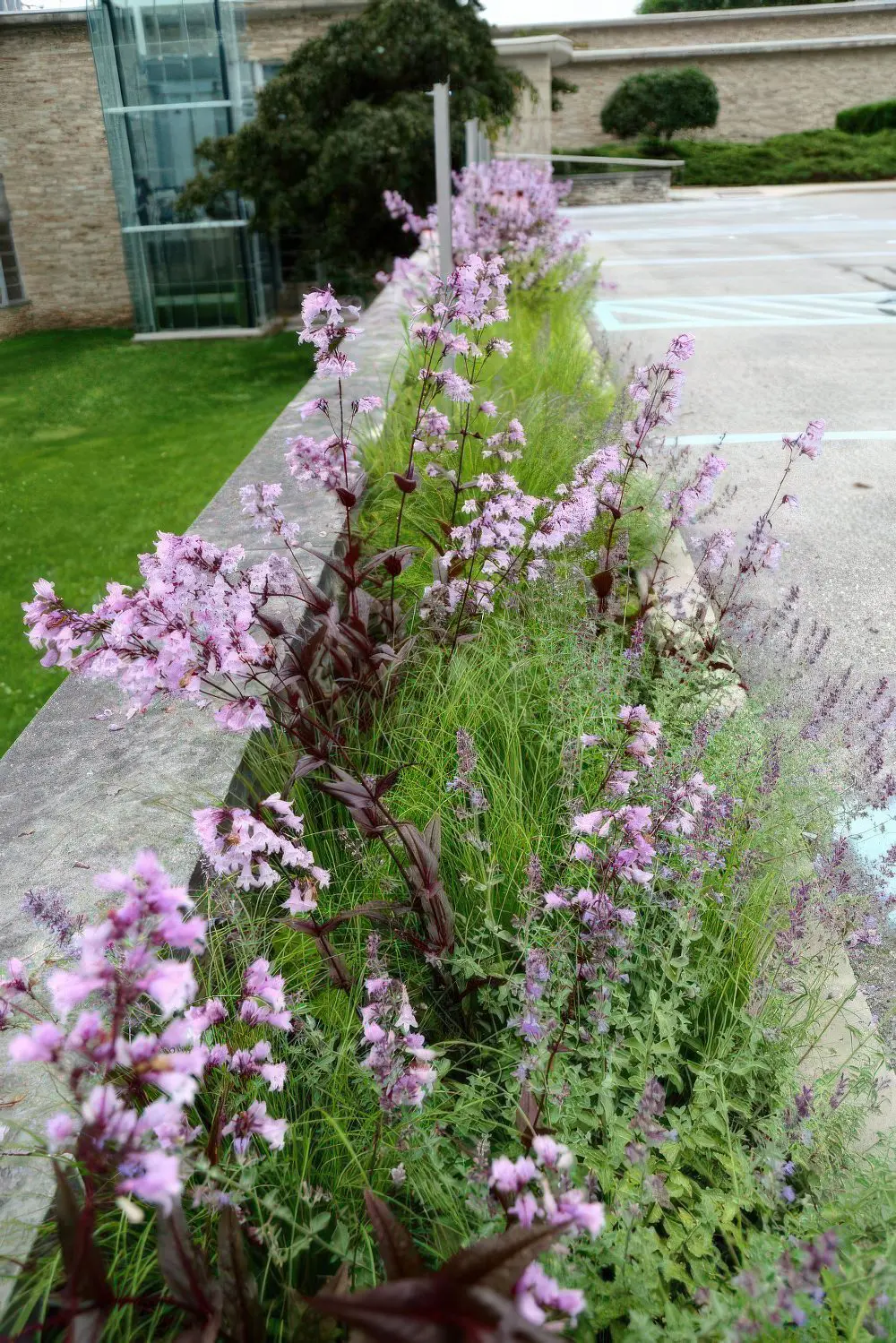 Pink Bell Flowers Contrast With Dark Stems and Grass