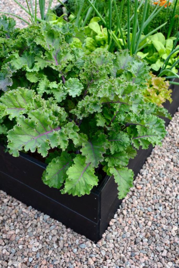 Contrast Greenery with Raised Black Garden Beds