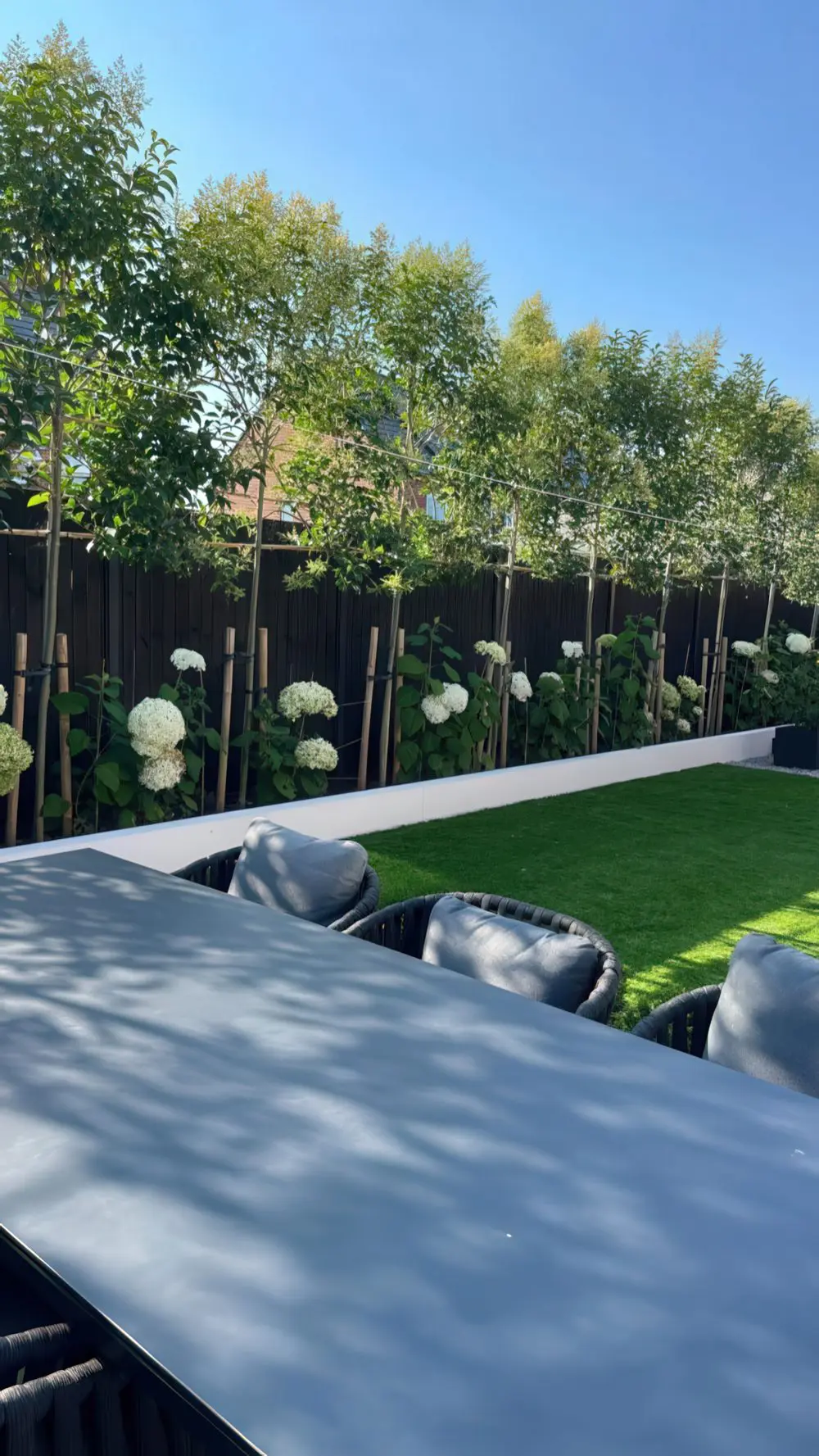 Tall Hydrangeas Pop Against Dark Fencing