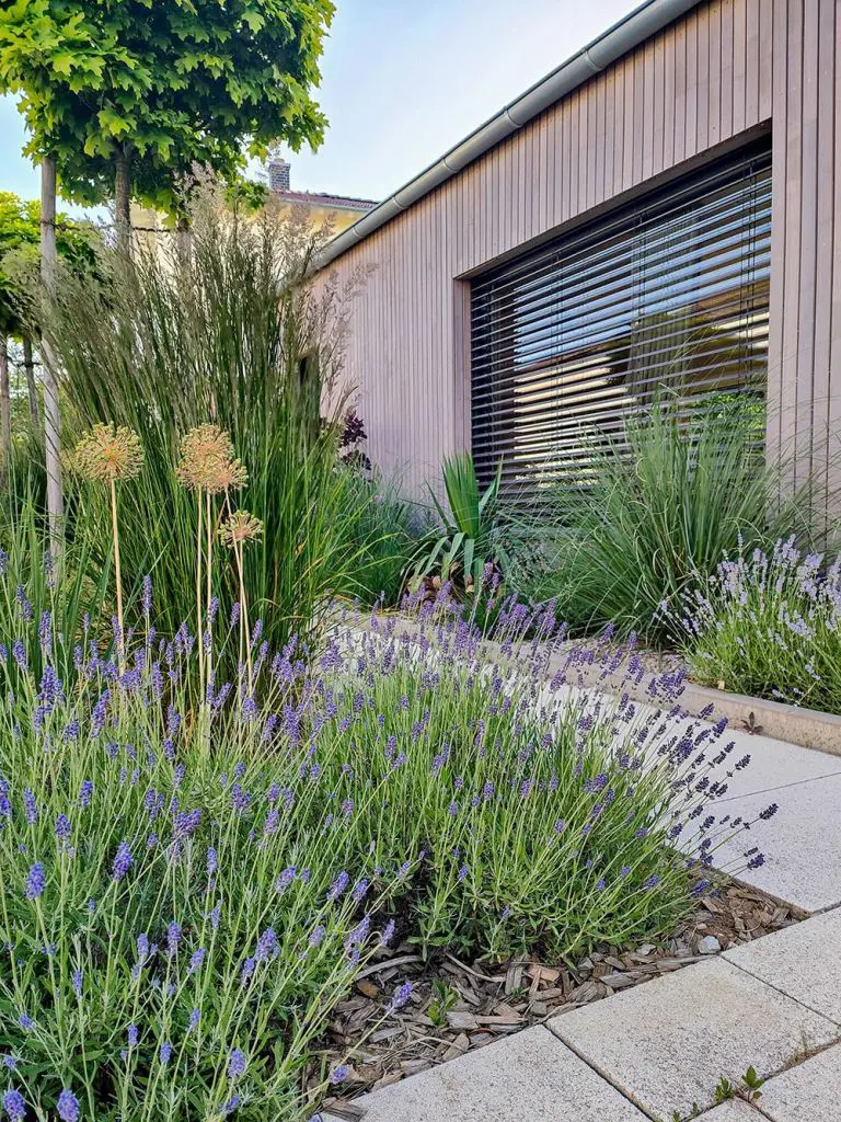 Dried Allium Heads Add Architectural Interest To Grasses