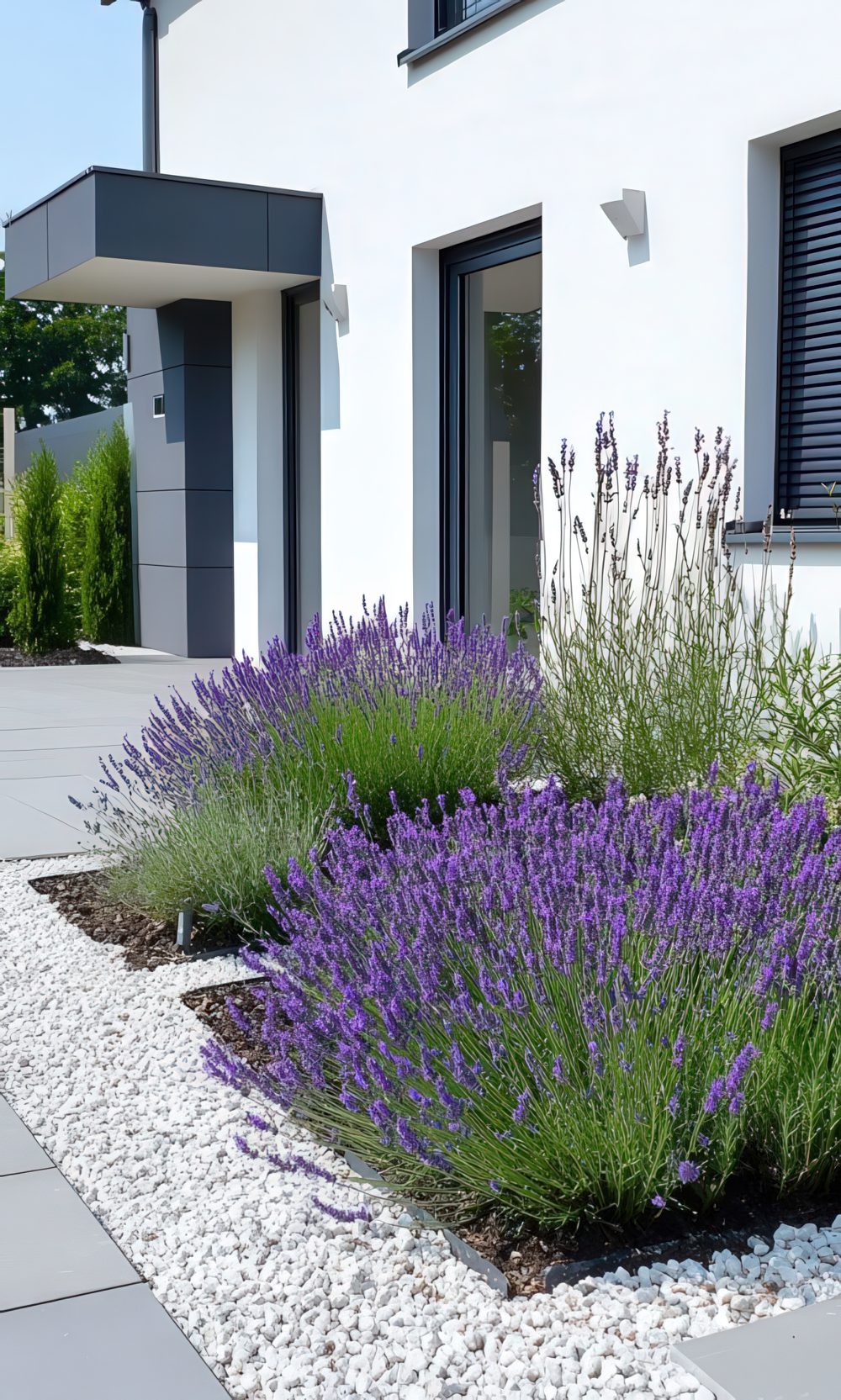 Lavender Beds Add Soft Color to Modern Pathways