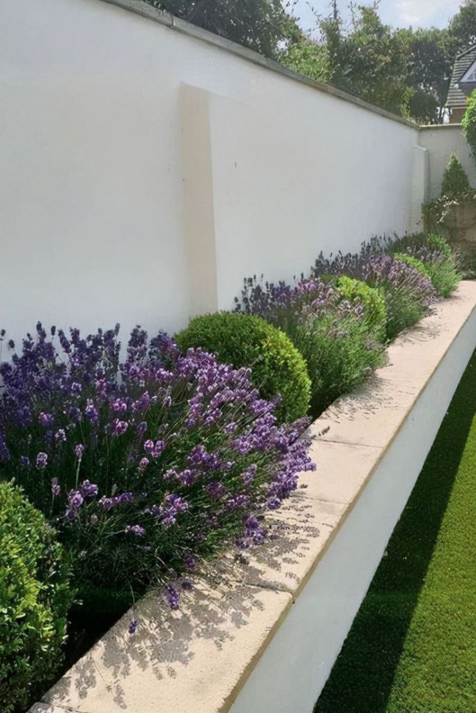 Lavender and Boxwood Borders Soften White Garden Walls
