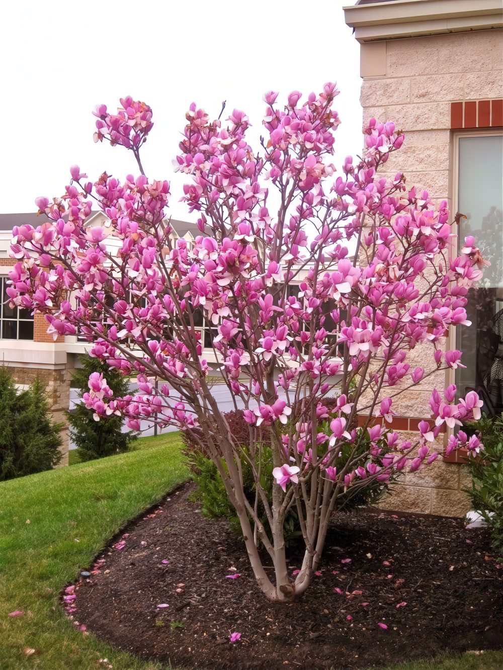 Magnolia Tree Adds a Burst of Pink Blooms