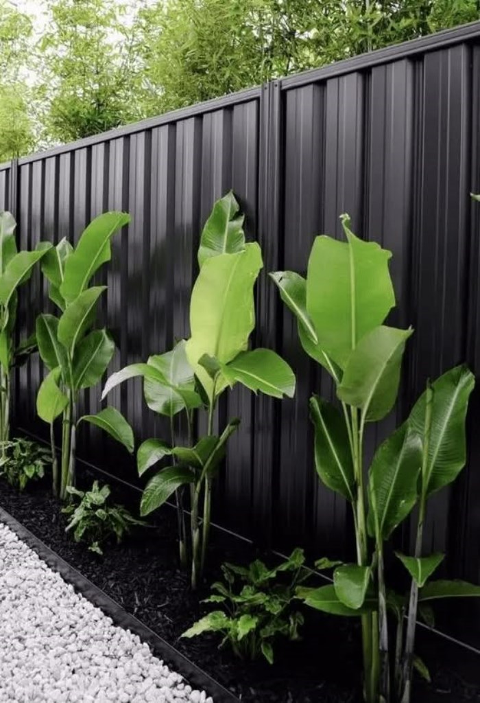 Tropical Feel Against a Black Fence with Tall Banana Plants