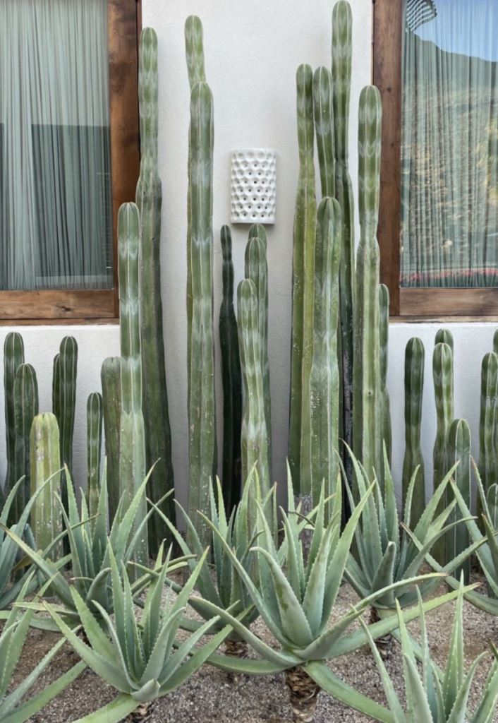 Columnar Cacti and Aloe Create a Sculptural Desert Border