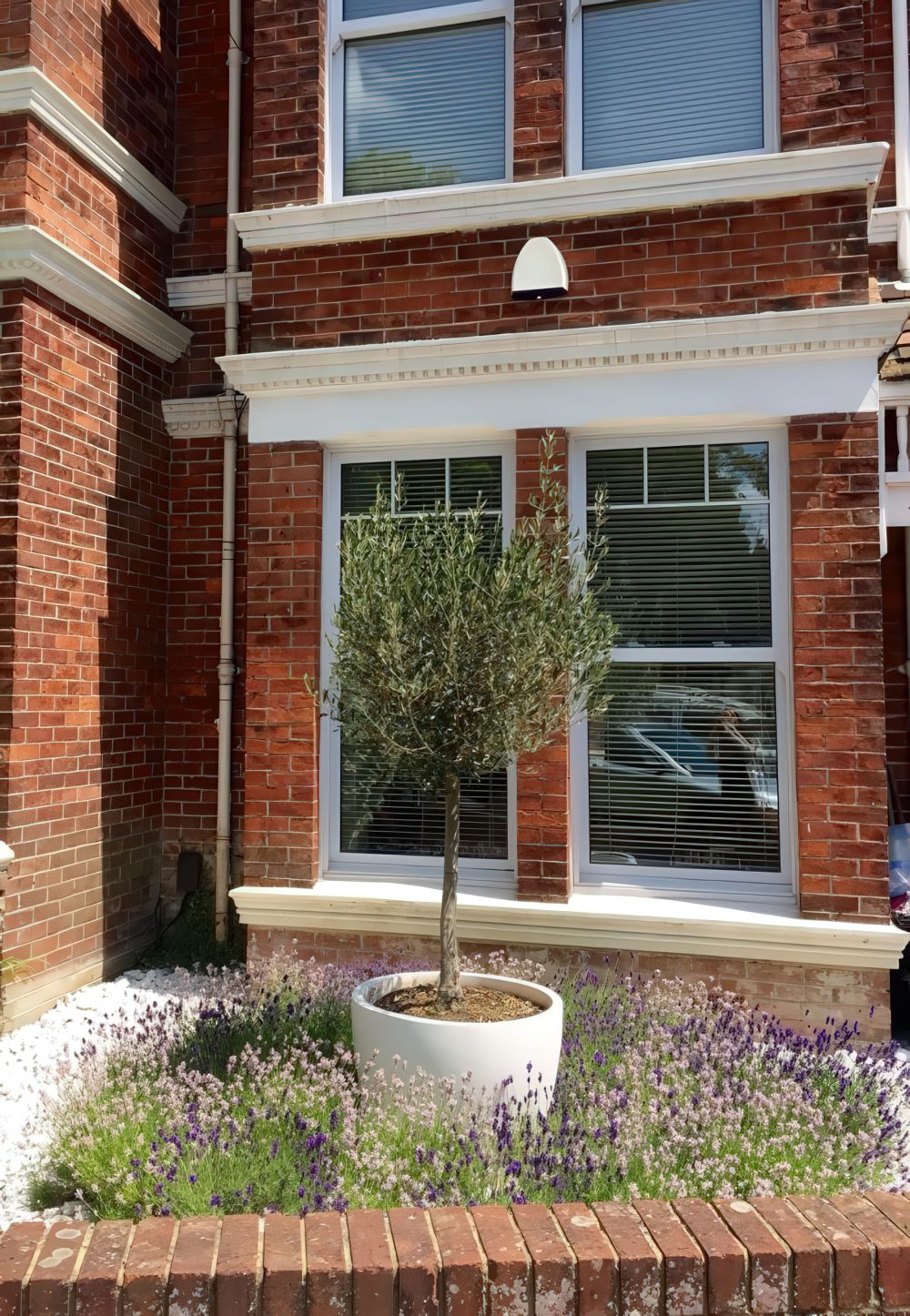 White Planter With Olive Tree Anchors Lavender Bed