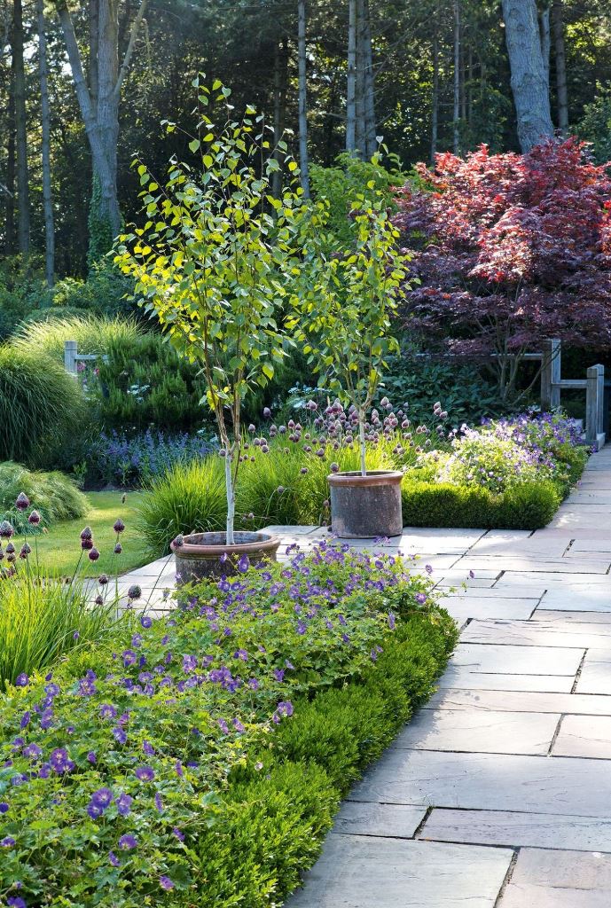 Terracotta Pots Soften Birch Tree Lines