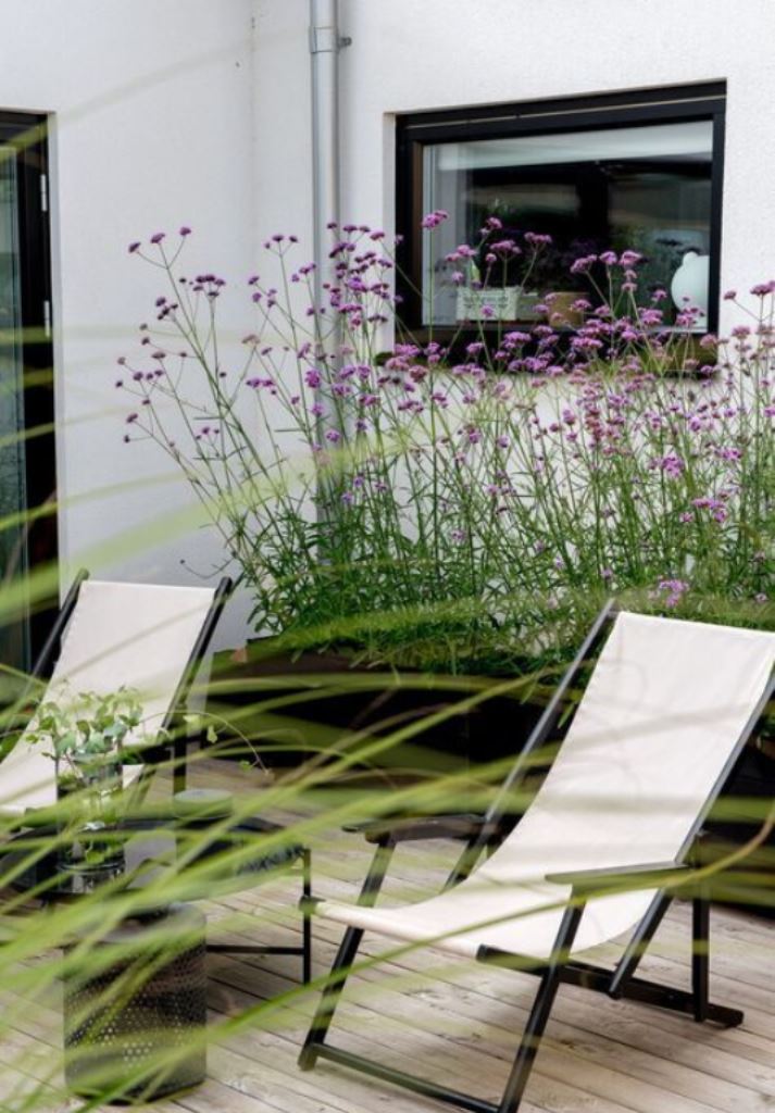 Tall Purple Verbena Softens White Walls