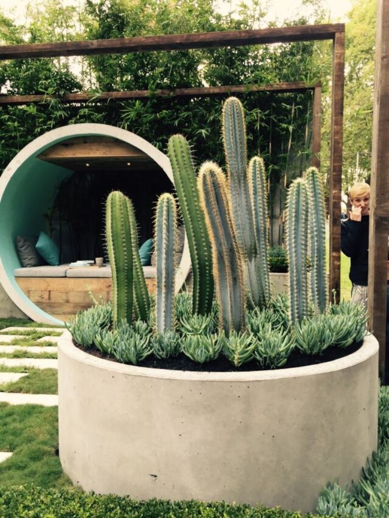 Desert Focal Point in a Concrete Planter