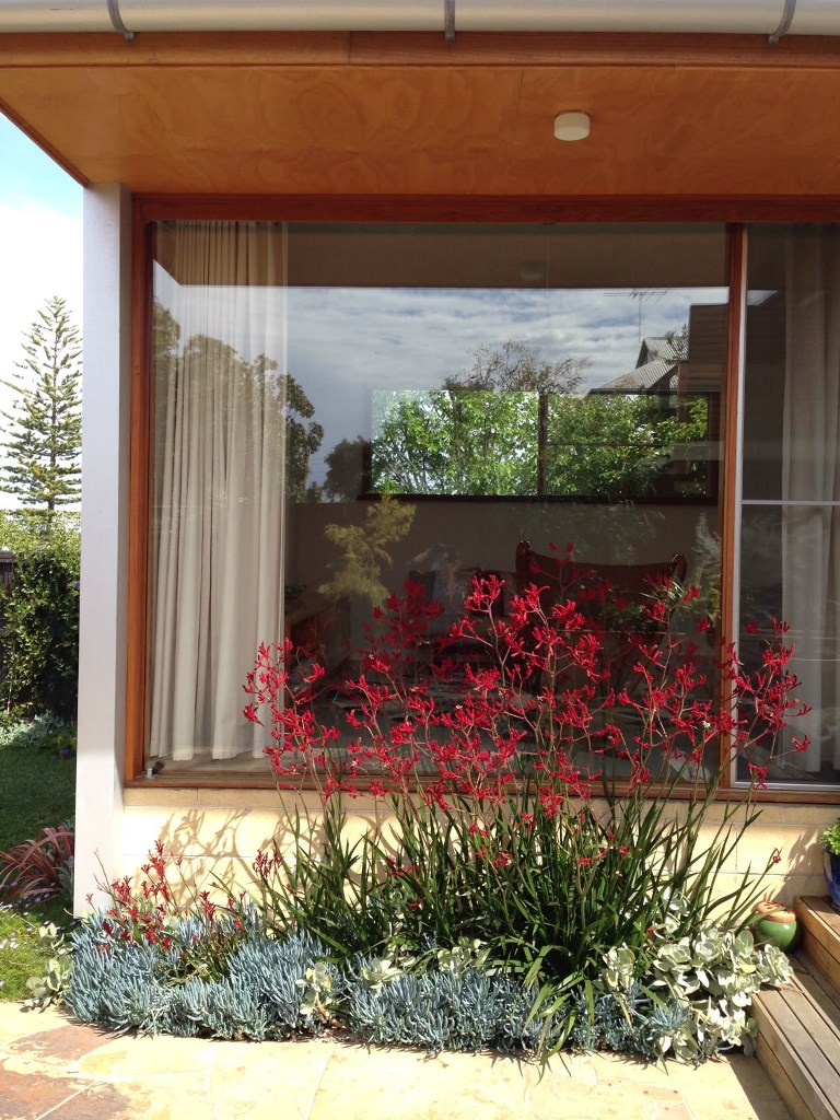 Layered Succulents Soften Modern Window Borders
