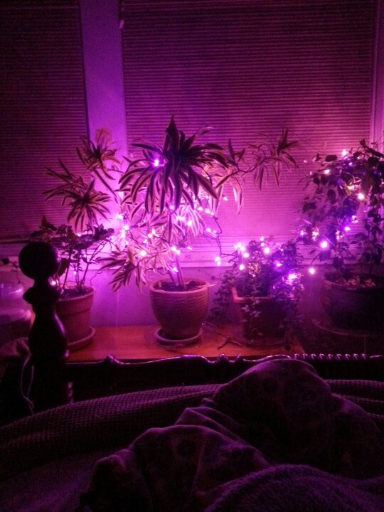Purple String Lights Add Whimsy to Potted Plants