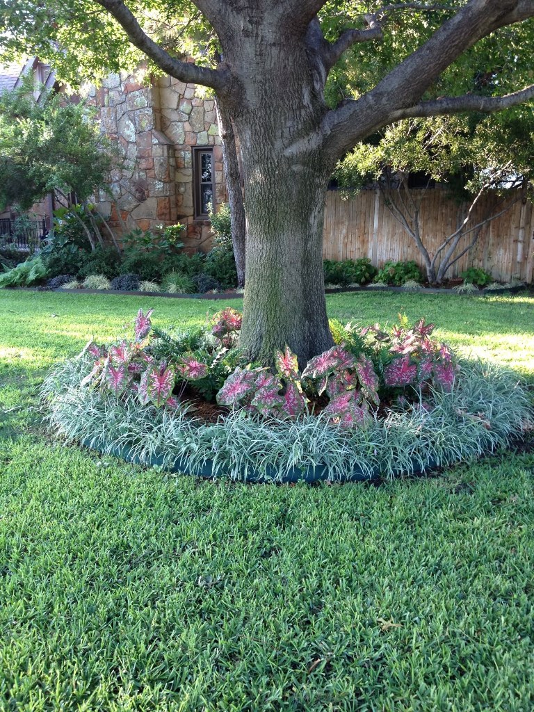Textured Circle Around Tree With Layered Planting