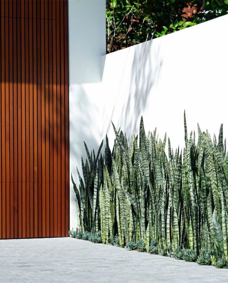 Snake Plants Create a Striking Vertical Border