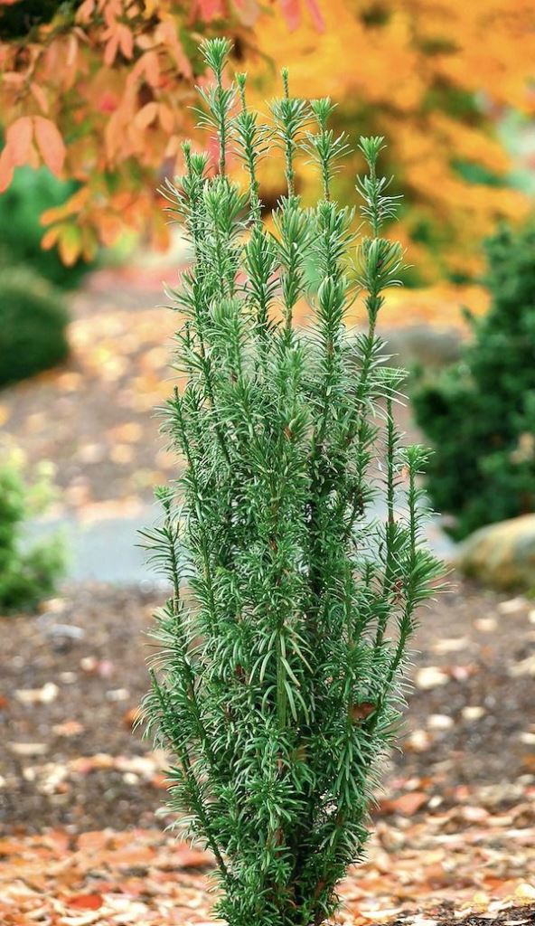 Upright Evergreen Adds Greenery Against Autumn Colors