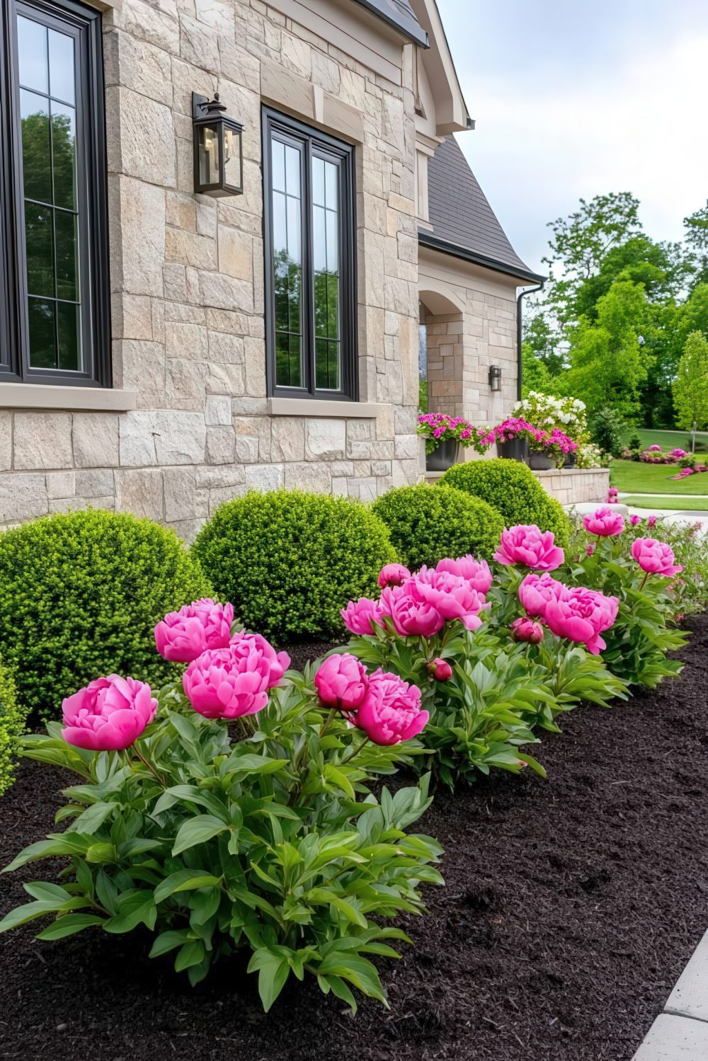 Bold Pink Peonies Create a Striking Border