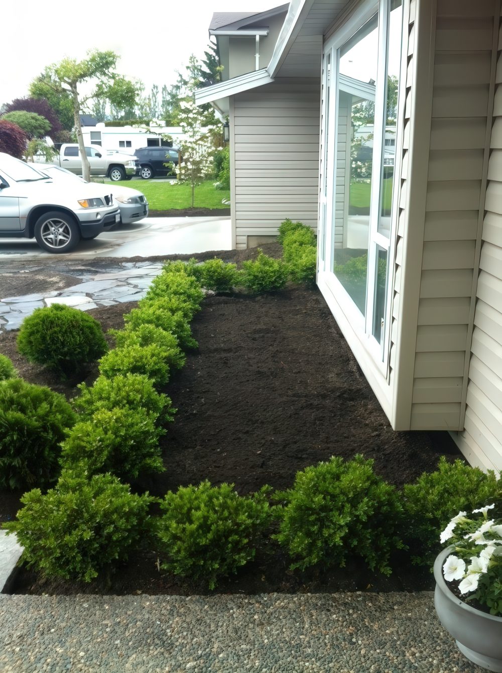 Rounded Boxwood Bushes Create a Soft Border