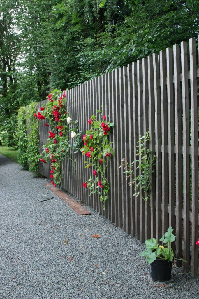 Soften a Dark Fence with Climbing Red Roses